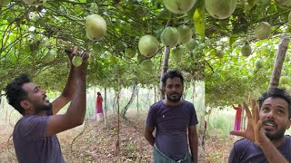 17 ഏക്കർ Passion Fruit തോട്ടത്തിലെ വിശേഷങ്ങൾ 😳  #PassionFruit #farming