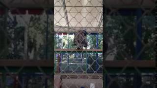 Вольер с павлинами