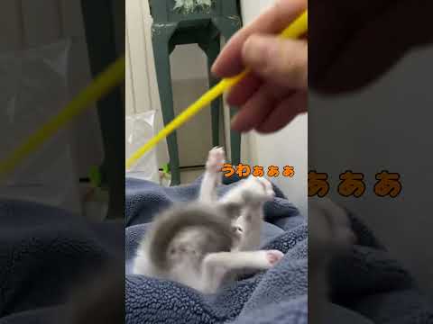 ひっくり返ってあたふたする赤ちゃん猫