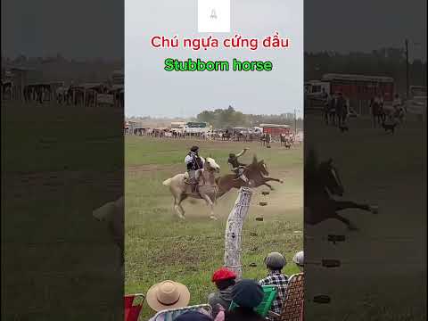 Sự vất vả của huấn luyện viên đua ngựa