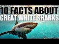 Great White Shark Knowledge Assessment