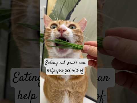 If you can eat cat grass, don't eat hairball paste... #catgrass#shots #cat #catlovers