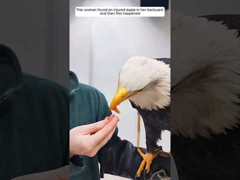 This woman found an injured eagle in her backyard...then😱❤️🩹 #respect #edit #helping #shorts