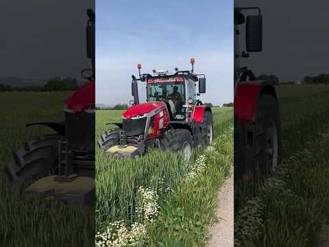 MASSEY FERGUSON CRUSHES AND REAPS THE WHEAT