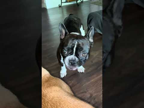 Not a lot of thought 😆#shorts #frenchbulldog