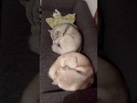 ソファで仲良く寝る三姉妹 #シベリアンハスキー #ハスキー #猫