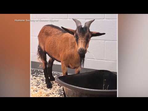 Delinquent goat finally finds a home