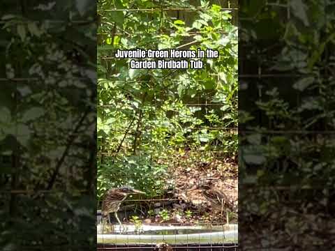 Beautiful guests & why I net my hobby fish ponds.  