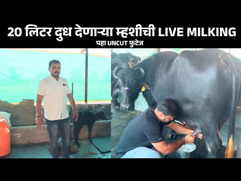 20 लिटर दुध देणार्‍या म्हशीची LIVE MILKING | Dairy Farming Maharashtra