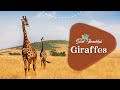 Giraffe Facts and Trivia