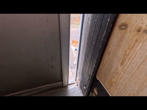 暑さの中でも元気に遊ぶ柴犬ココさんをそろそろお迎えに行く様子をご紹介 サムネイル
