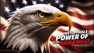 Why the Bald Eagle Became America’s National Symbol! | bird of prey
