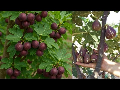 طريقة عبقرية لشجرة التين نفذها الآن قبل فوات الأوان مهم جدا في هذا الشهر Fig tree genius way