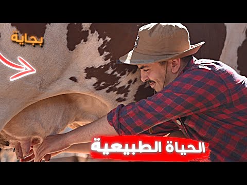 طيبت في أجمل مزرعة في ولاية بجاية - الحياة الطبيعية- Chef Nomad الحلقة 05