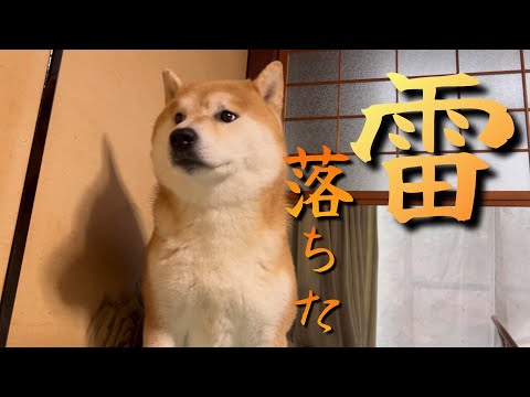 家のすぐ側に雷が落ちて震える兄柴犬。心配して近くで寝る妹柴