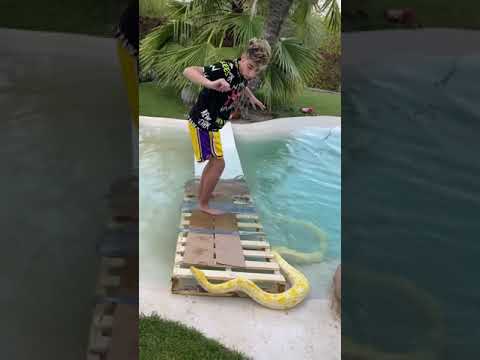 SE CUELA UNA SERPIENTE EN LA MANSION Y CASI MUERDE A ATACK3000