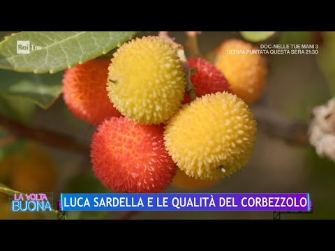 Luca Sardella e le qualità del corbezzolo - La Volta Buona 07/03/2024