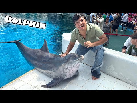 Dolphin Fish Ko La Liya Kia 🐟 Dream Done 😍