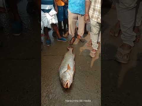 kachidi fish auction// Antarvedi fish market// one fish Rs.42000