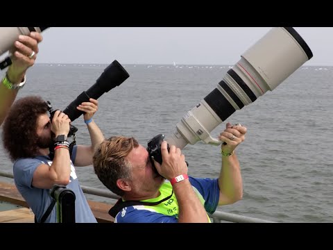 Sigma 150-600 Contemporary "Real World Review": The BEST Wildlife / Sports lens for under $1,000?