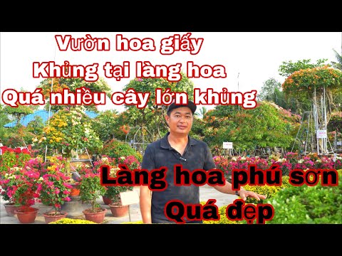 vườn hoa giấy KHỦNG tại chợ lách bến tre ,   LÀM HOA GIẤY PHÚ SƠN - BẾN TRE