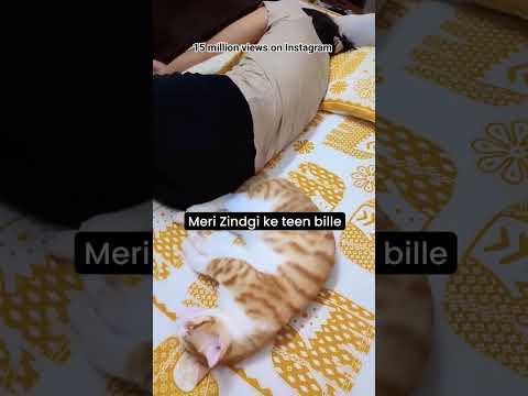 Meri Zindgi ke Teen Bille | 15 million Views on Instagram #animallover #catvideos