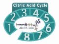 Citric Acid Cycle and Aerobic Respiration