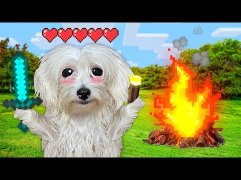 PERRO PASA 24 HORAS EN MINECRAFT EN LA VIDA REAL !!