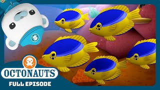 @Octonauts - 🪸 The Greedy Damsel Fish 🐠 | Season 2 | Full Episodes | Cartoons for Kids