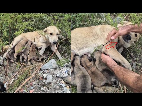 A heartless person tied a wire around the mom dog’s neck, abandoned her and puppies in the cold rain