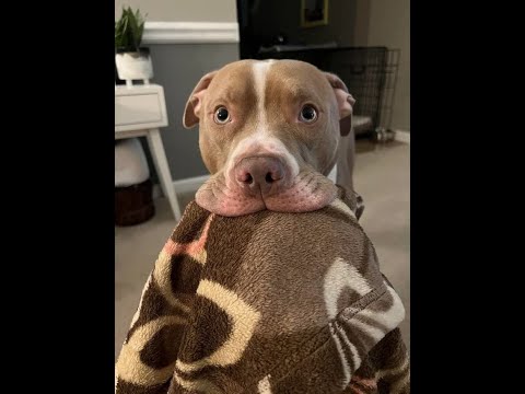 World's Cutest House Hippos 🐶 Funny Dog Videos 2024