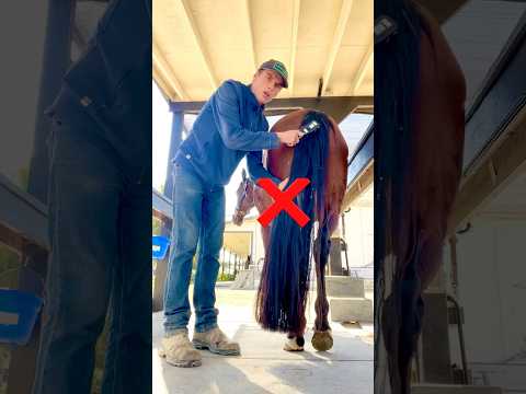 NOPEs & YEPs of horse grooming!