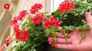Vrijeme je za razmnožavanje pelargonija - evo kako se radi!
