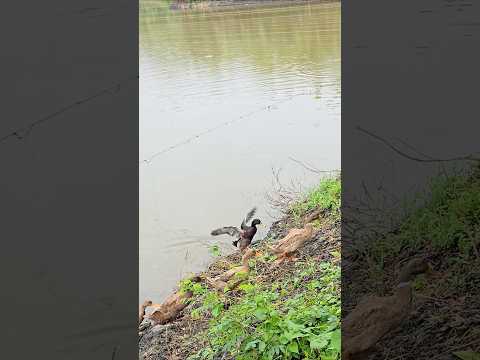 A Whole Flock of Ducks Walking Down the Road #shorts #ducks