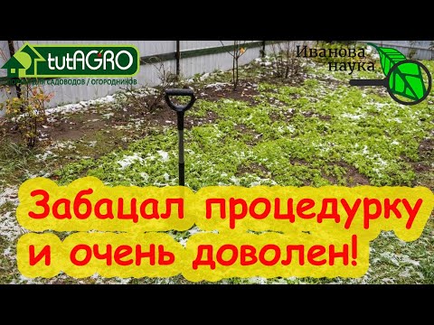 Сидераты эффективнее в 20 раз! Успейте сделать это до мороза (после тоже можно, но не затягивайте.