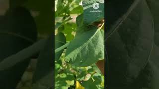 எங்களுடைய தோட்டத்து பீன்ஸ் l Our garden beans