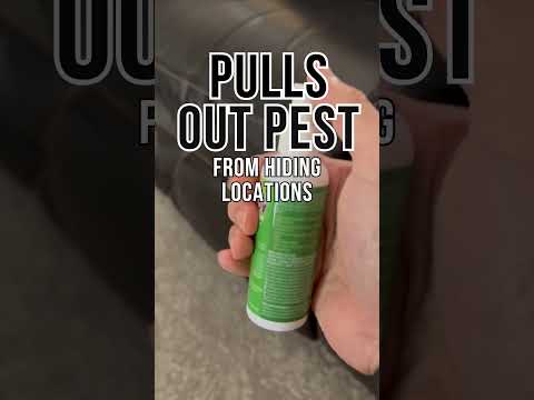 Destroys Bedbug & Fleas #diypestcontrol #noharmfulchemicals