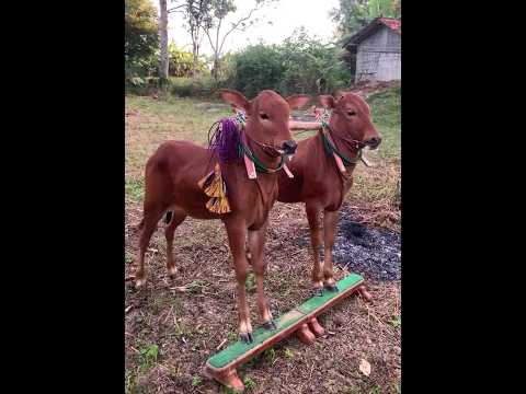18 July 2024 || Bullrace Bulllover