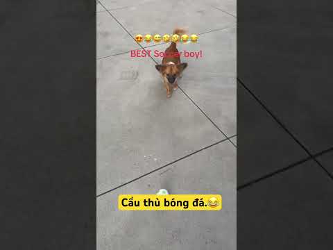 Cầu thủ đá banh  giải trí. #soccer#fun#talent#trending#dog
