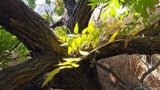 Good Plants:  black walnut