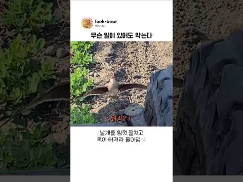 <strong>트랙터</strong> 주인이 눈물을 흘릴 수 밖에 없었던 이유