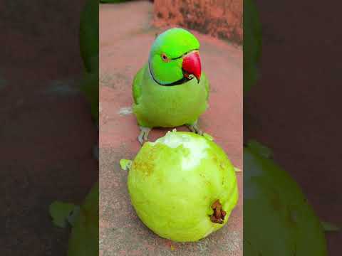 tum kon ho mithu parrot 🦜 #petbird #funny #talkingparot #birds