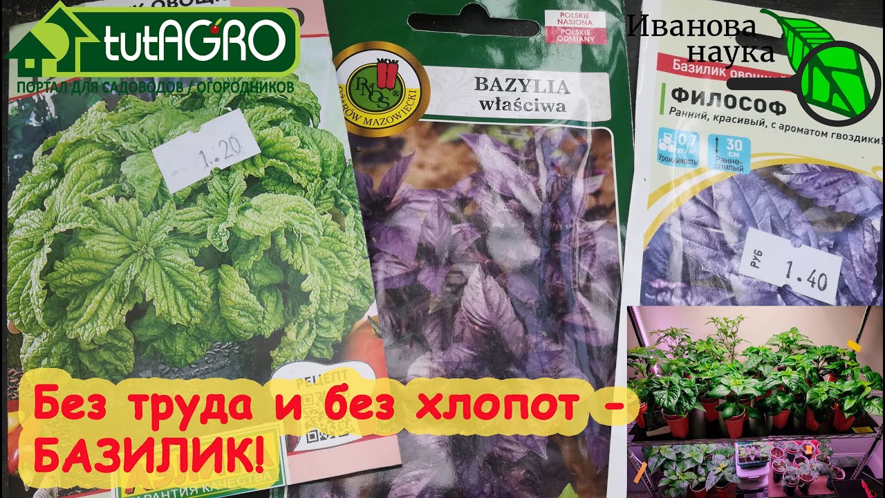 Сейте базилик правильно! Сейте его много! Без заморочек, но с одним лайфхаком! Проверено годами!