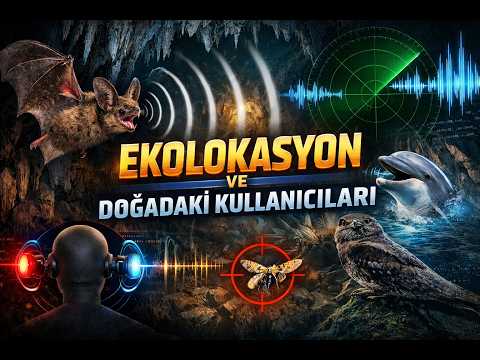 Ekolokasyon ve Doğadaki Kullanıcıları