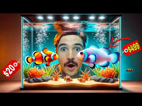 I Bought the Rarest Clownfish in the World...