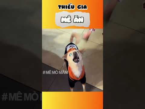 Thiếu gia mê ăn | Mê Mò Mẫm