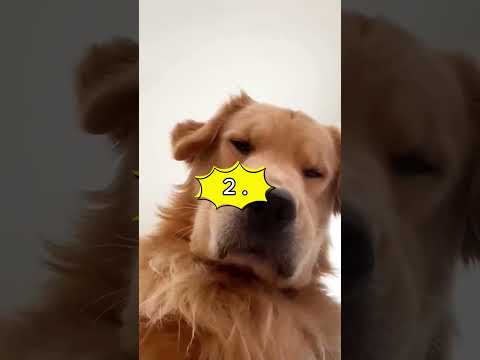 Dogs are secretly HUMAN?