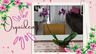 Dois Buquês | Mini orquídea Florida | Flores do Carrefour | I Love Flowers      