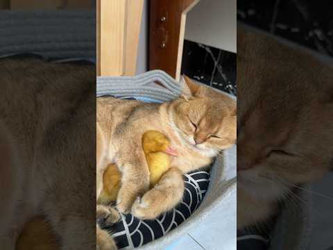 It's warm for the kitten to hug the duckling and sleep. (Click to watch the full version)