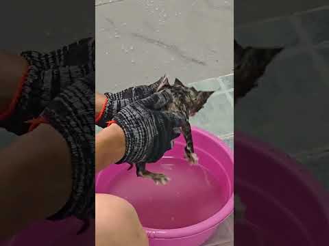 5 Kittens Trapped Underground #cat #wholesome #kitten #rescueefforts #cute#KittenRescue